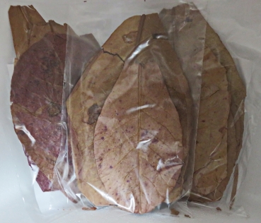 Seemandelbaumblätter , 30 Stück